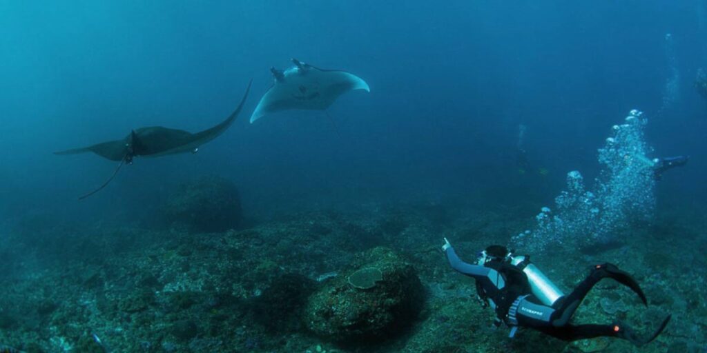 manta-point